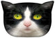 Bertoni Cat Panda prydnadskudde 30x45 cm, velour, kattmönster, allergivänligt inlägg