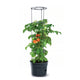 Frostbeständig tomatkruka Tomatodlare IPOM300