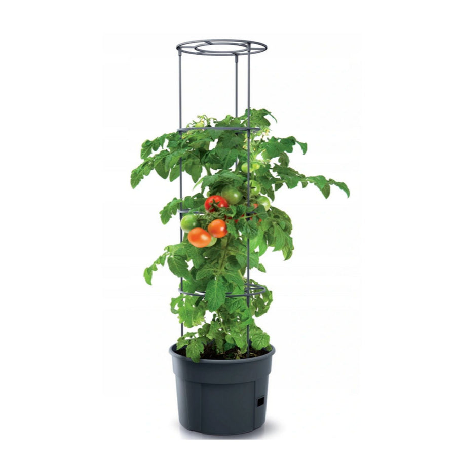 Frostbeständig tomatkruka Tomatodlare IPOM300