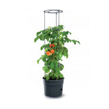 Tomatodlare IPOM400 tomatkruka