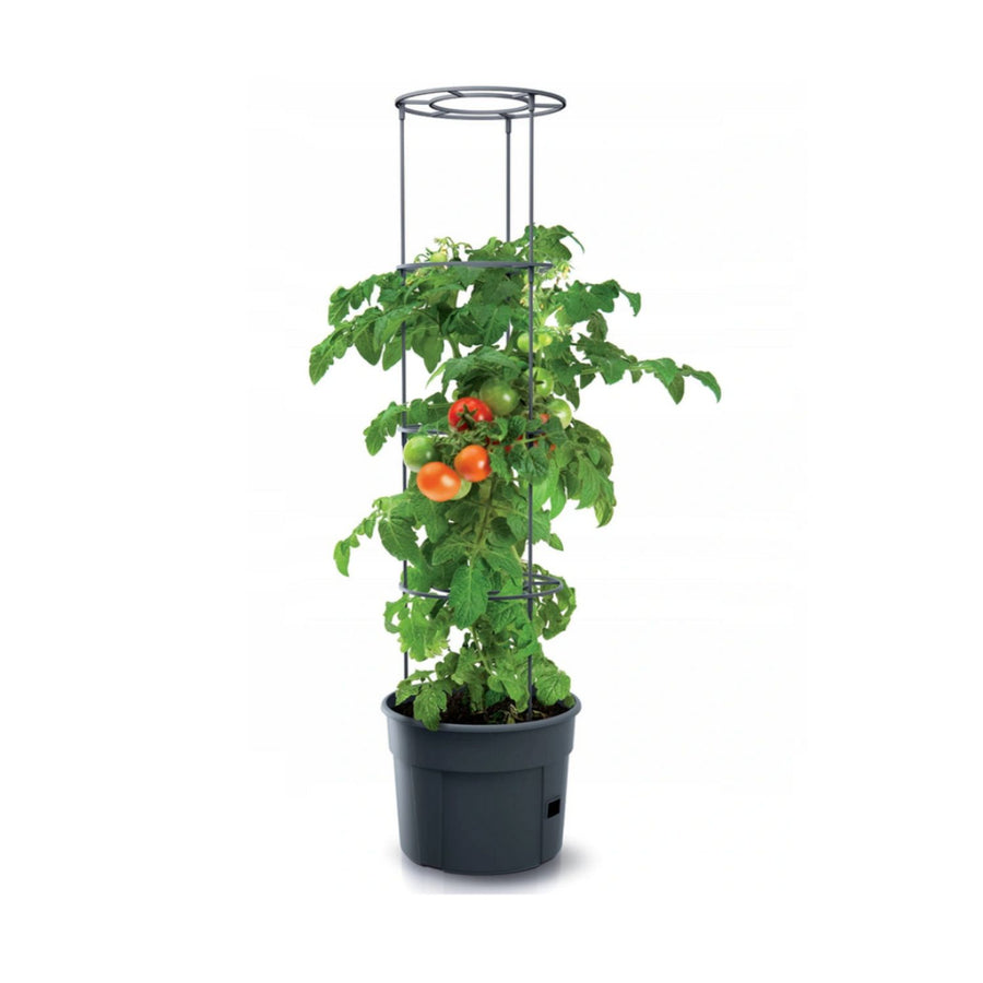 Tomatodlare IPOM400 tomatkruka