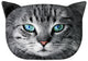 Bertoni prydnadskudde Cat Fritz 30x45 cm, velour, kattmönster, allergivänligt inlägg