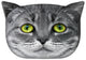 Bertoni prydnadskudde Cat Lolek 30x45 cm, velour, kattmönster, allergivänligt inlägg